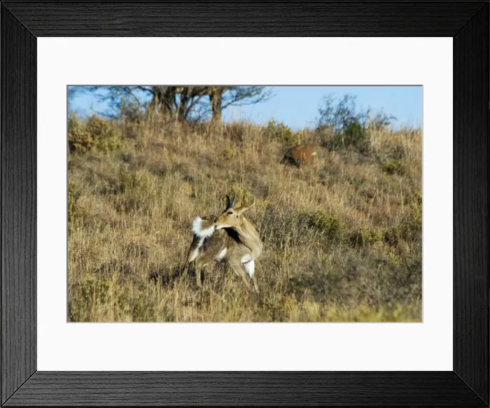 Framed Print : Mountain Reedbuck - male grooming. Mountain Zebra National Park, Eastern Cape, South Africa Framed Print : Mountain Reedbuck - male grooming. Mountain Zebra National Park, Eastern Cape, South Africa