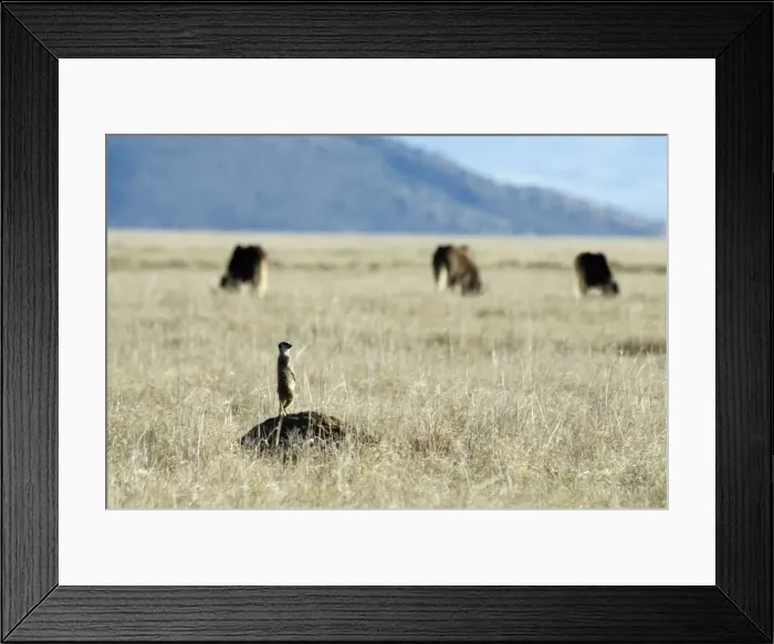 Framed Print : Suricate / Meerkat - sentinal standing on termite mound. Mountain Zebra National Park, Eastern Cape, South Africa Framed Print : Suricate / Meerkat - sentinal standing on termite mound. Mountain Zebra National Park, Eastern Cape, South Africa