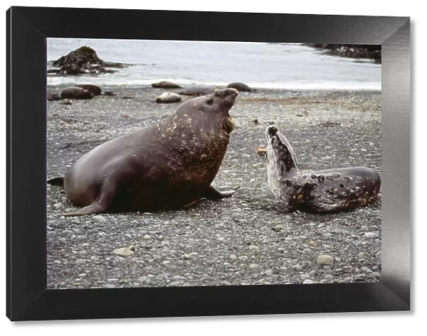 Leopard Seal - & Southern Elephant Seal (Mirounga) fighting. Macquarie Island