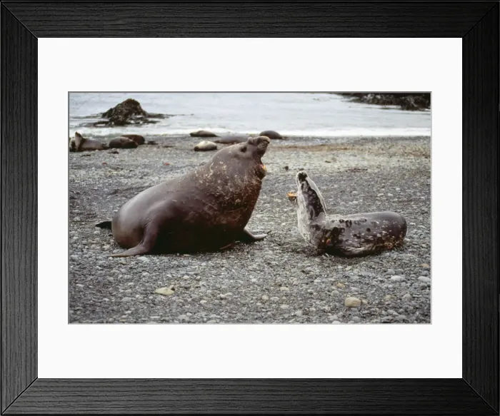 Framed Print : Leopard Seal - & Southern Elephant Seal (Mirounga) fighting. Macquarie Island Framed Print : Leopard Seal - & Southern Elephant Seal (Mirounga) fighting. Macquarie Island