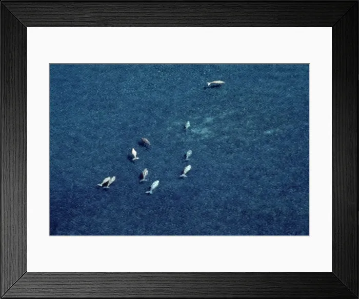 Framed Print : Dugong - aerial over bed of sea grass Shark Bay, Western Australia Framed Print : Dugong - aerial over bed of sea grass Shark Bay, Western Australia