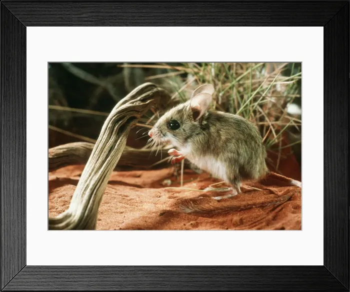Framed Print : Spinifex Hopping-mouse Amadeus Basin, Northern Territory, Australia Framed Print : Spinifex Hopping-mouse Amadeus Basin, Northern Territory, Australia