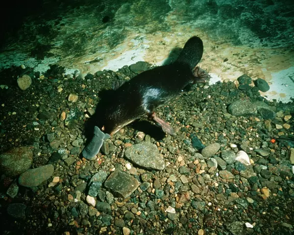 Duck-billed Platypus Foraging for food underwater, Tasmania