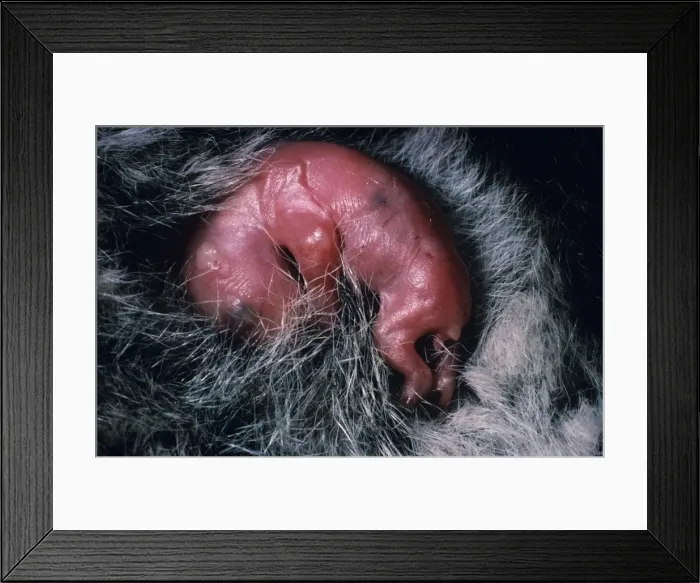 Framed Print : Koala - Research. young in pouch. (taken out for mesurment) Framed Print : Koala - Research. young in pouch. (taken out for mesurment)