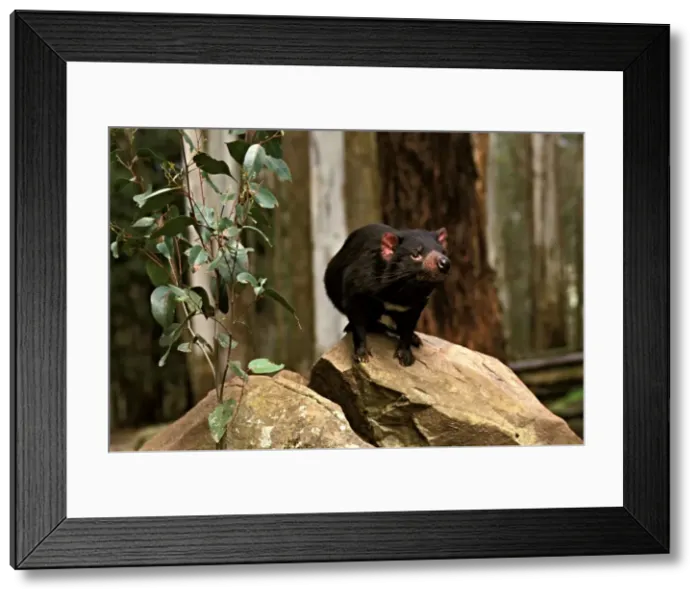 Framed Print : Tasmanian devil - Study animal standing on rock after release into native habitat. Tasmania, Australia PPC11245 Framed Print : Tasmanian devil - Study animal standing on rock after release into native habitat. Tasmania, Australia PPC11245