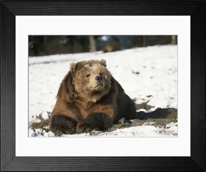 Framed Print : Kodiak Bear In snow, Alaska Framed Print : Kodiak Bear In snow, Alaska