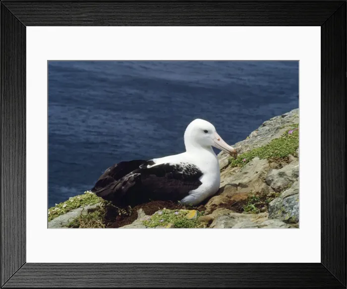 Framed Print : Northern Royal Albatross - incubating New Zealand