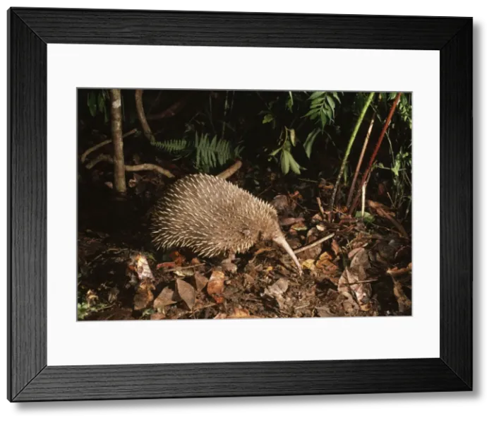 Framed Print : Long-beaked Echidna New Guinea Highland Forest Framed Print : Long-beaked Echidna New Guinea Highland Forest