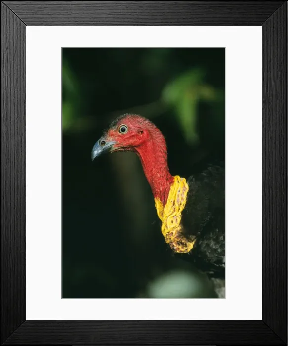 Framed Print : Brush Turkey Dominant breeding male, Currumbin Valley, South East Queensland, Australia Framed Print : Brush Turkey Dominant breeding male, Currumbin Valley, South East Queensland, Australia