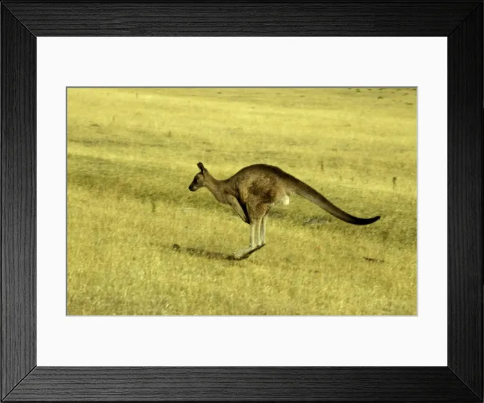 Framed Print : Eastern grey (Forester s) kangaroo (Macropus giganteus tasmaniensis), Maria Island, Tasmania, Australia Framed Print : Eastern grey (Forester s) kangaroo (Macropus giganteus tasmaniensis), Maria Island, Tasmania, Australia
