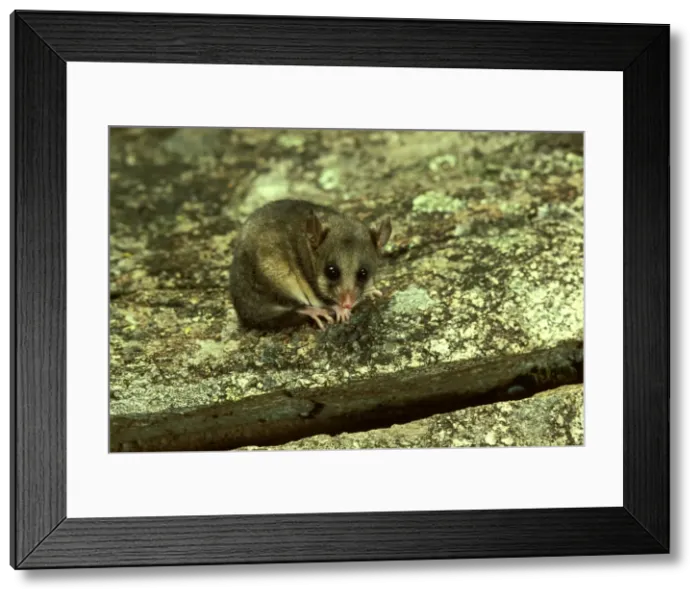 Framed Print : JPF02781. AUS-1430. Mountain pygmy-possum (Burramys parvus) lives in rocks above tree line Framed Print : JPF02781. AUS-1430. Mountain pygmy-possum (Burramys parvus) lives in rocks above tree line