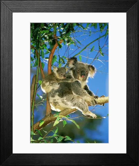 Framed Print : Koala - mother and young in eucalyptus tree Australia JPF29806 Framed Print : Koala - mother and young in eucalyptus tree Australia JPF29806