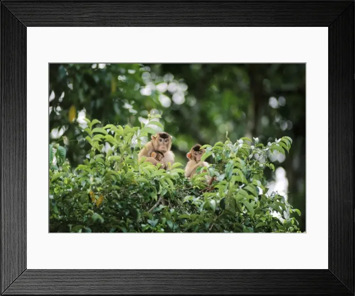 Framed Print : Pig-tailed Macaque - female with infant and juvenile Sabah, Borneo, Malaysia JPF29742 Framed Print : Pig-tailed Macaque - female with infant and juvenile Sabah, Borneo, Malaysia JPF29742