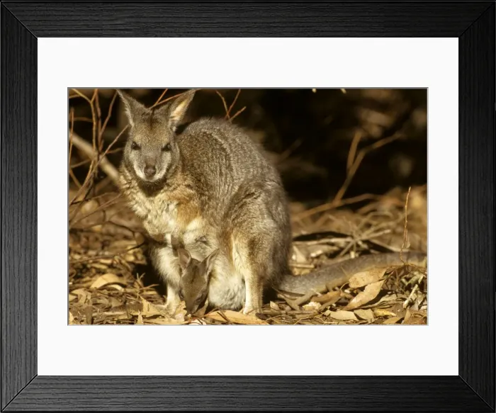 Framed Print : Tammar Wallaby - with joey in pouch. Kangaroo Island, South Australia Framed Print : Tammar Wallaby - with joey in pouch. Kangaroo Island, South Australia