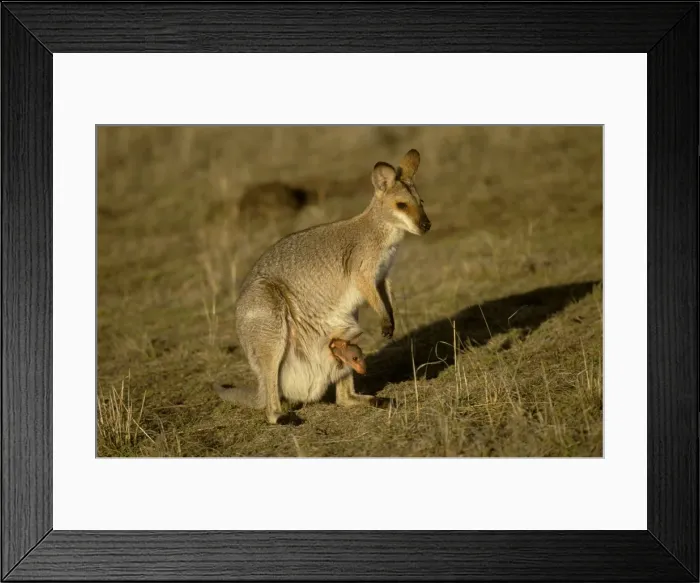 Framed Print : Black-striped Wallaby - with joey in pouch. Blue grass (Dicanthium sericeum) grassland. Several small macropodids rely on native grassy woodlands and grasslands. central Queensland Framed Print : Black-striped Wallaby - with joey in pouch. Blue grass (Dicanthium sericeum) grassland. Several small macropodids rely on native grassy woodlands and grasslands. central Queensland