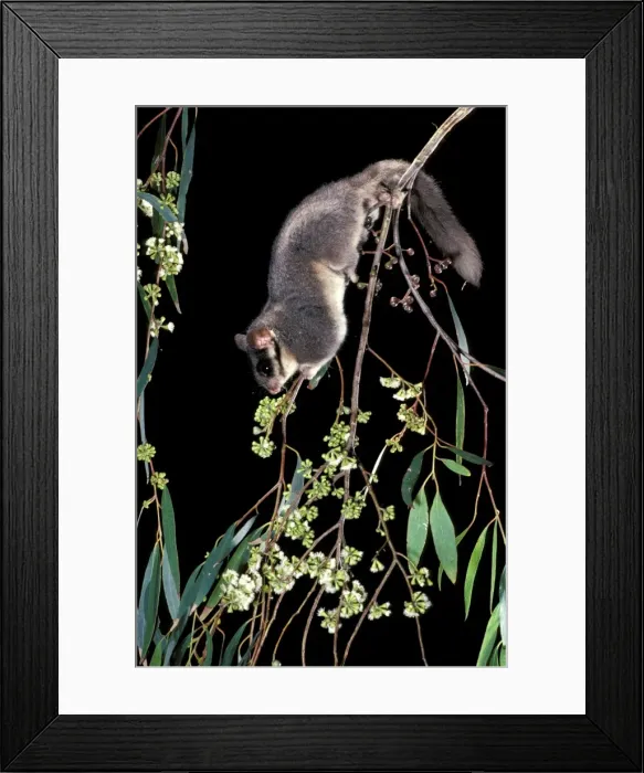 Framed Print : Leadbeater's Possum - climbing among flowering Eucalypt branches. Central Highlands, Victoria, Australia Framed Print : Leadbeater's Possum - climbing among flowering Eucalypt branches. Central Highlands, Victoria, Australia