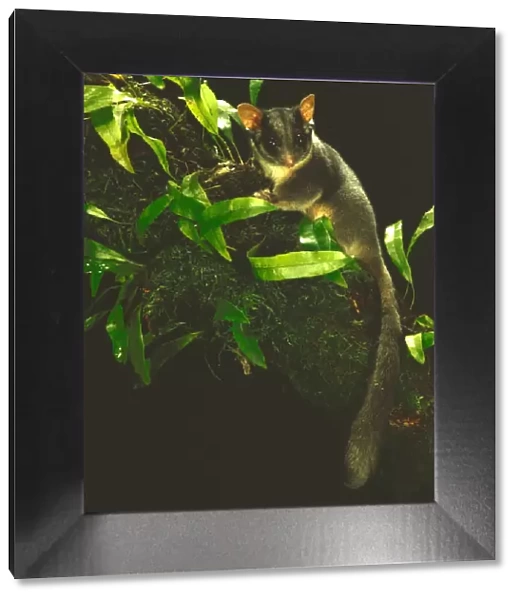 Leadbeater's Possum - Endangered (IUCN Red List). Central Highlands, Victoria, Australia