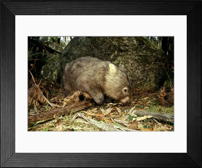 Framed Print : Common Wombat - foraging beside boulder. Tidbinbilla Nature Reserve, Australian Capital Territory MPM00437 Framed Print : Common Wombat - foraging beside boulder. Tidbinbilla Nature Reserve, Australian Capital Territory MPM00437