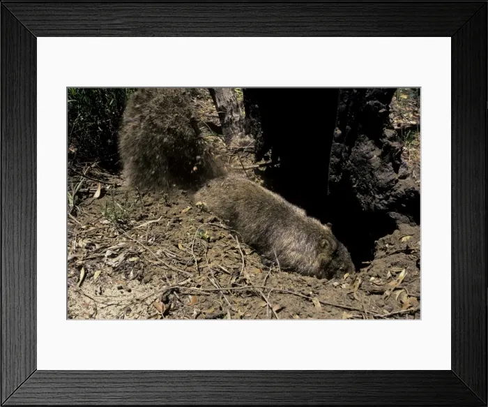 Framed Print : Common Wombat (Vombatus ursinus) digging burrow Framed Print : Common Wombat (Vombatus ursinus) digging burrow