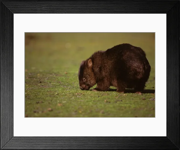Framed Print : Common Wombat - feeding on grass. Patchy distribution in south-eastern mainland Australia and widespread in Tasmania. Asbestos Range National Park, northeastern Tasmania, Australia. KAT01997 Framed Print : Common Wombat - feeding on grass. Patchy distribution in south-eastern mainland Australia and widespread in Tasmania. Asbestos Range National Park, northeastern Tasmania, Australia. KAT01997