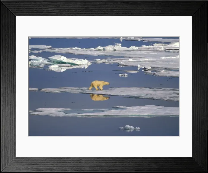 Framed Print : Polar bear - on sea ice. Endangered Norway ROB00291