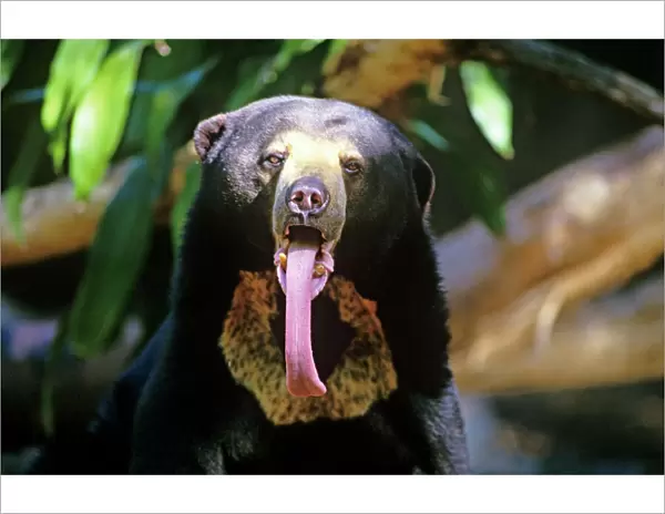 Sun bear - showing long tongue. Such a tongue may be advantageous in its diet of honey, colonial insects eg. termites, bees, bird's eggs and carrion. Named after the sun-like spot on its chest. The smallest bear but still potentially dangerous