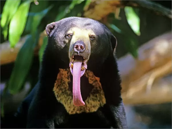 Sun bear - showing long tongue. Such a tongue may be advantageous in its diet of honey, colonial insects eg. termites, bees, bird's eggs and carrion. Named after the sun-like spot on its chest. The smallest bear but still potentially dangerous