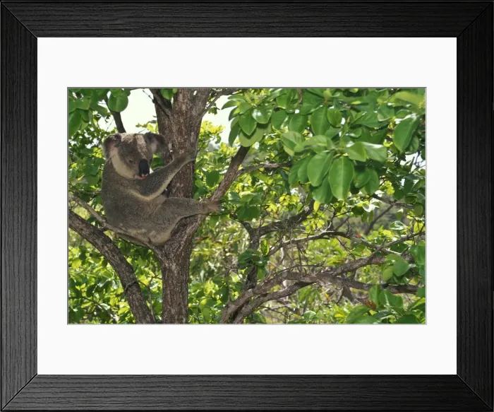 Framed Print : Koala Magnetic Island, Great Barrier Reef, Queensland, Australia SPE00662 Framed Print : Koala Magnetic Island, Great Barrier Reef, Queensland, Australia SPE00662