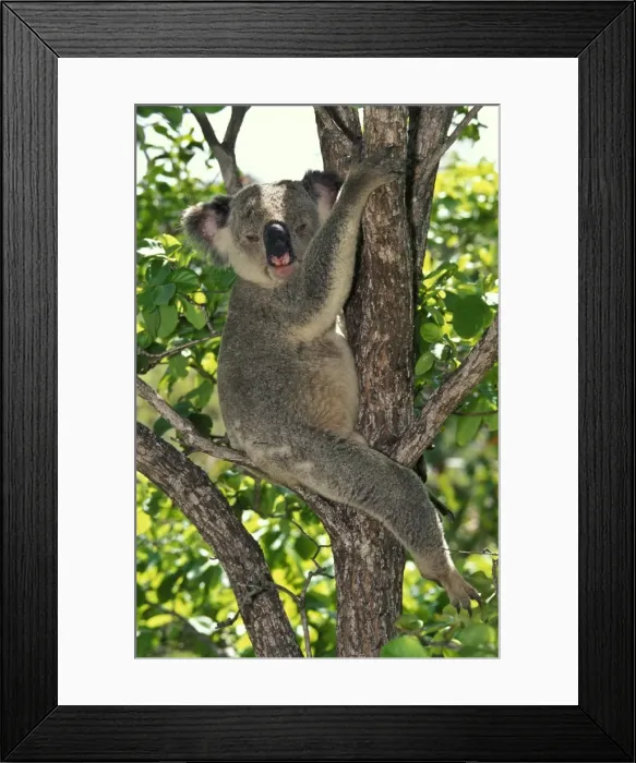 Framed Print : Koala - a large marsupial that feeds almost exclusively on only a few species of eucalypt leaves Magnetic Island, Great Barrier Reef, Queensland, Australia SPE00661 Framed Print : Koala - a large marsupial that feeds almost exclusively on only a few species of eucalypt leaves Magnetic Island, Great Barrier Reef, Queensland, Australia SPE00661