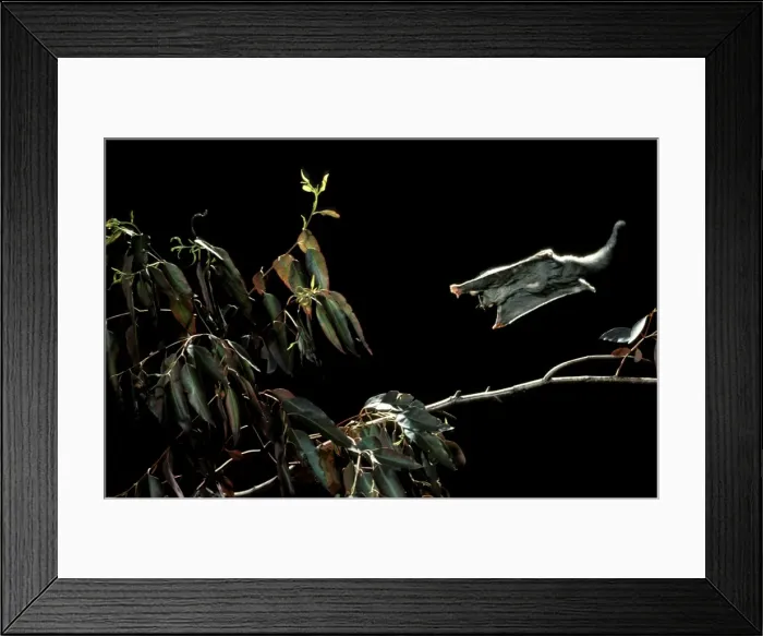 Framed Print : Sugar glider - gliding JPF19237 Framed Print : Sugar glider - gliding JPF19237