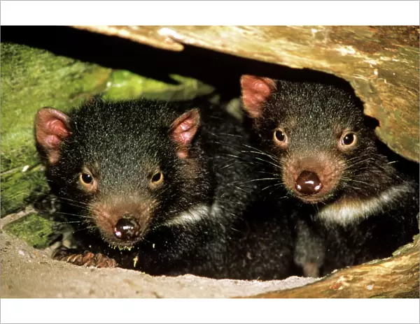 Tasmanian devil - pair of young at den entrance Tasmania, Australia GST00344