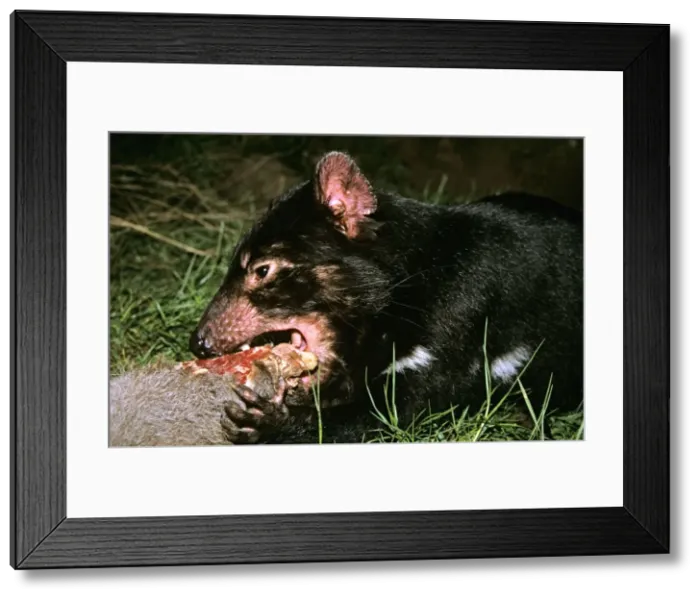 Framed Print : Tasmanian devil - young animal eating. Older animals carry many scars from fighting. Tasmania, Australia PPC11373 Framed Print : Tasmanian devil - young animal eating. Older animals carry many scars from fighting. Tasmania, Australia PPC11373