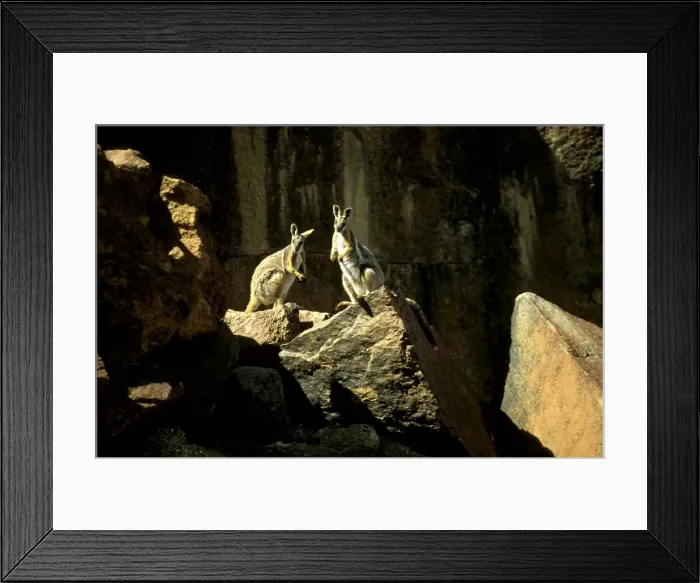 Framed Print : BIR00321. AUS-183. Yellow-footed rock wallaby (Petrogale xanthopus) pair Framed Print : BIR00321. AUS-183. Yellow-footed rock wallaby (Petrogale xanthopus) pair