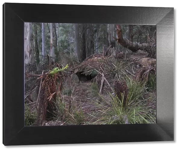 Tasmanian Devil - den area in typical bush habitat Trowunna Wildlife Park, Tasmania, Australia. PPC11511