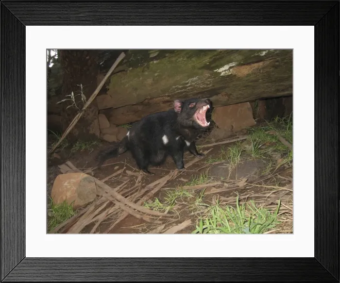 Framed Print : Tasmanian Devil - female with mouth open and young approx. 10 weeks old Trowunna Wildlife Park, Tasmania, Australia PPC11497 Framed Print : Tasmanian Devil - female with mouth open and young approx. 10 weeks old Trowunna Wildlife Park, Tasmania, Australia PPC11497