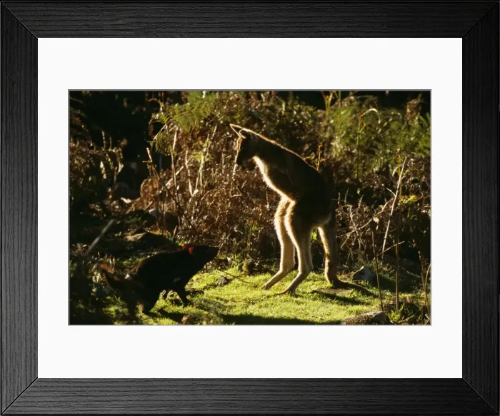 Framed Print : Tasmanian Devil and Forester Kangaroo (Sarcophilus harrisii and Macropus giganteus subspecies) confrontation between Tasmanian Devil and Forester Kangaroo. Tasmania, Australia PPC11483 Framed Print : Tasmanian Devil and Forester Kangaroo (Sarcophilus harrisii and Macropus giganteus subspecies) confrontation between Tasmanian Devil and Forester Kangaroo. Tasmania, Australia PPC11483