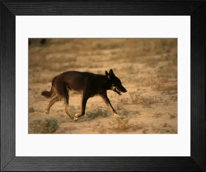 Framed Print : BIR00375. AUS-185. Dingo (Canis lupus dingo ) with black coat Framed Print : BIR00375. AUS-185. Dingo (Canis lupus dingo ) with black coat
