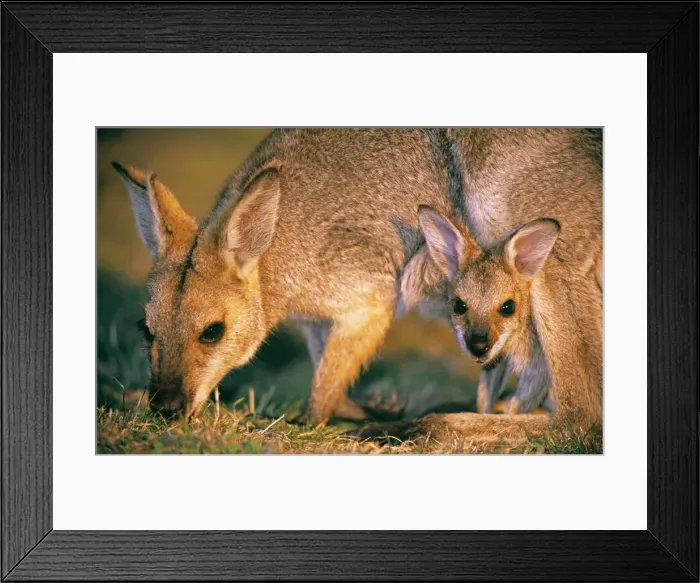 Framed Print : Red-necked (Bennett's) wallaby - mother and joey Carnarvon Station Reserve, Queensland highlands, Australia LAW04531 Framed Print : Red-necked (Bennett's) wallaby - mother and joey Carnarvon Station Reserve, Queensland highlands, Australia LAW04531
