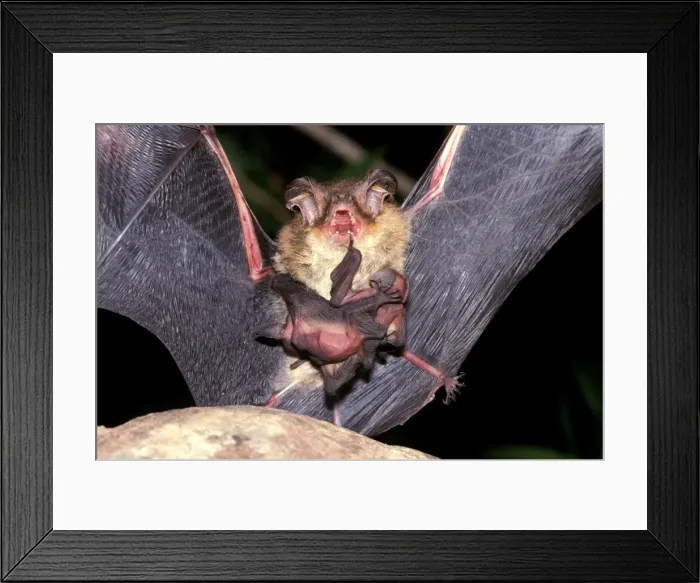 Framed Print : CLY02070. AUS-292. Goulds long-eared bat (Nyctophilus gouldi) female with two young Framed Print : CLY02070. AUS-292. Goulds long-eared bat (Nyctophilus gouldi) female with two young