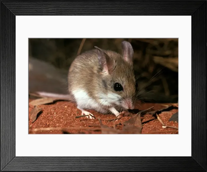 Framed Print : CLY02073. AUS-295. Sandy inland mouse (Pseudomys hermannsburgensis) Framed Print : CLY02073. AUS-295. Sandy inland mouse (Pseudomys hermannsburgensis)