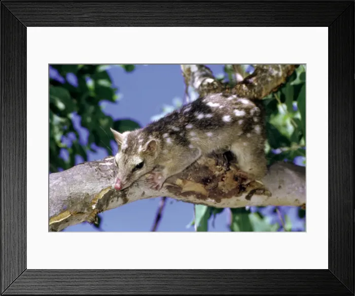 Framed Print : Northern quoll (Dasyurus hallucatus) in tree. Kakadu National Park (World Heritage Area), Northern Territory, Australia