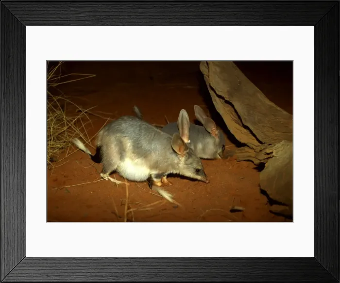 Framed Print : FWO00214. AUS-792. Greater bilby (Macrotis lagotis) pregnant with young alongside Framed Print : FWO00214. AUS-792. Greater bilby (Macrotis lagotis) pregnant with young alongside