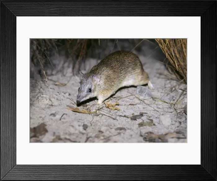 Framed Print : Golden bandicoot (Isoodon auratus) endangered, IUCN red list: vulnerable. Top End, Northern Territory, Australia Framed Print : Golden bandicoot (Isoodon auratus) endangered, IUCN red list: vulnerable. Top End, Northern Territory, Australia