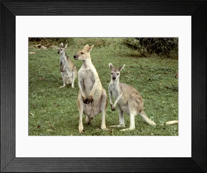 Framed Print : FWO00230. AUS-795. Antilopine wallaroo (Macropus antilopinus) juveniles Framed Print : FWO00230. AUS-795. Antilopine wallaroo (Macropus antilopinus) juveniles