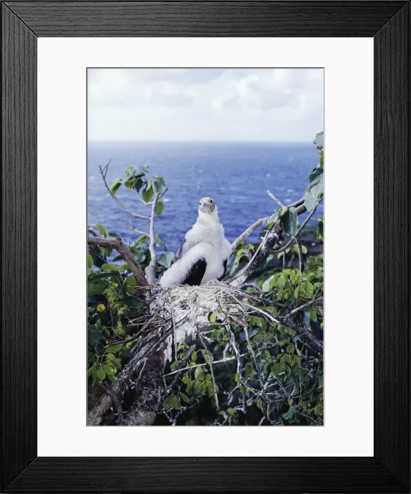 Framed Print : Christmas Island frigatebird - chick Framed Print : Christmas Island frigatebird - chick