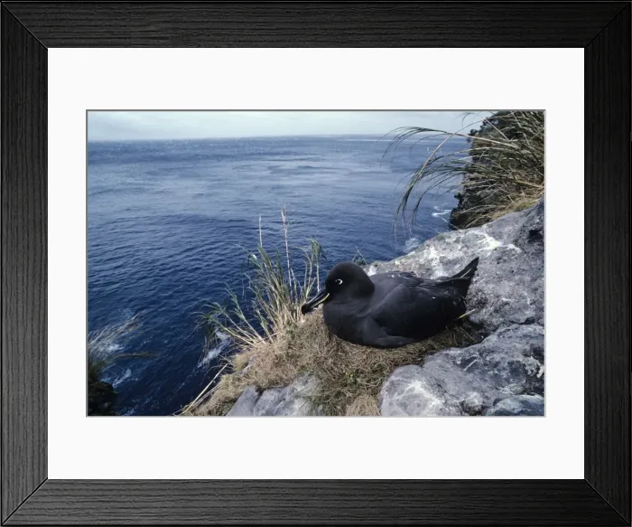 Framed Print : Sooty albatross on nest incubating Framed Print : Sooty albatross on nest incubating