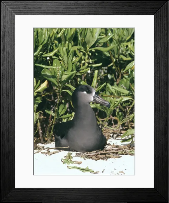 Framed Print : Black-footed albatross - nesting Framed Print : Black-footed albatross - nesting