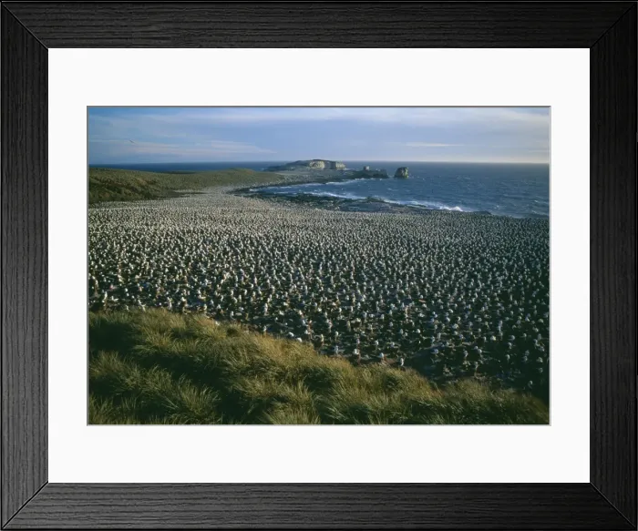 Framed Print : Black-browed albatross - breeding colony Framed Print : Black-browed albatross - breeding colony