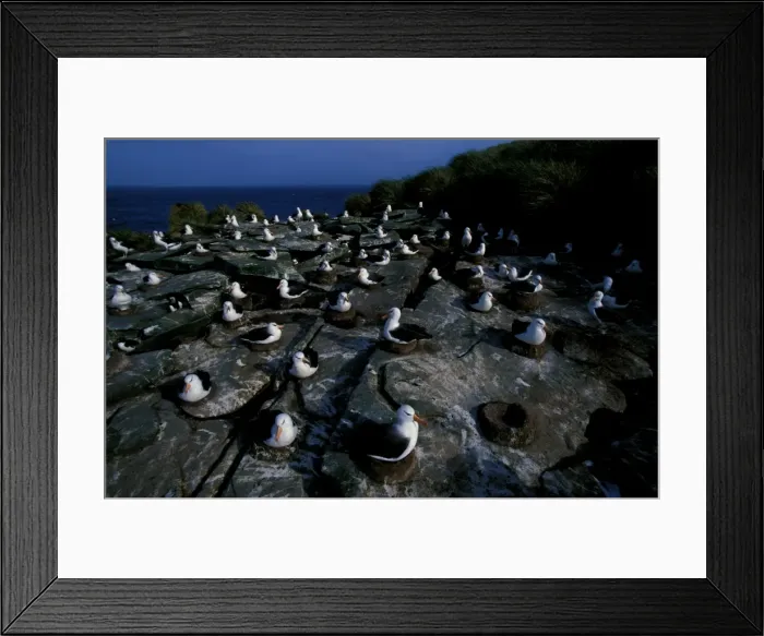 Framed Print : Black-browed albatross, nesting colony Framed Print : Black-browed albatross, nesting colony