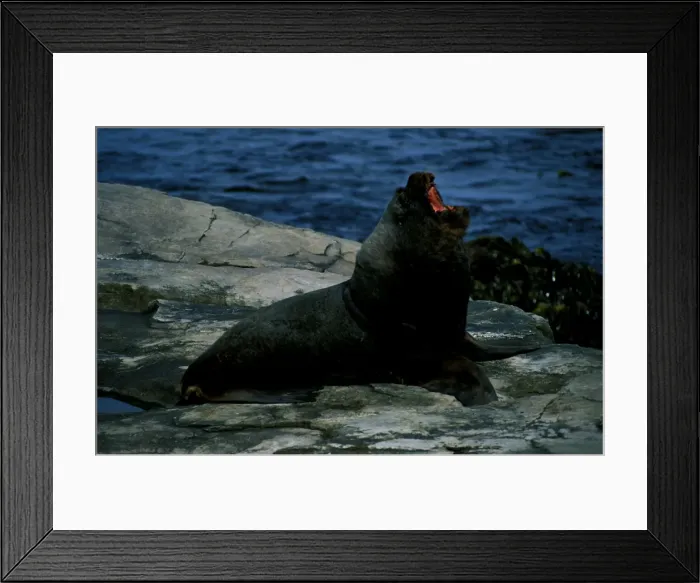 Framed Print : South American or Southern sealion (Otaria byronia), adult male vocalising. @atagonia Framed Print : South American or Southern sealion (Otaria byronia), adult male vocalising. @atagonia